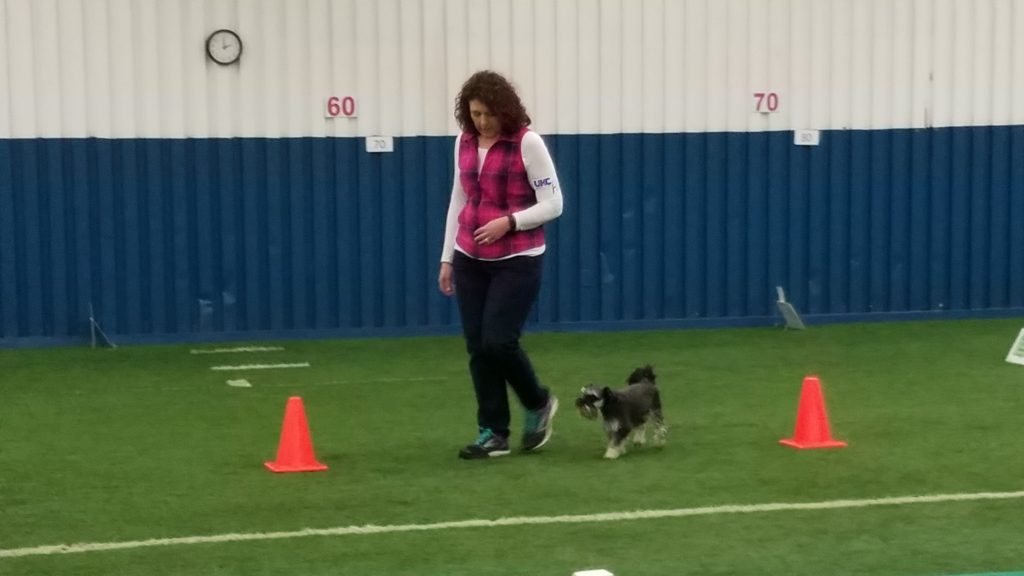 Agility Classes - Twin Cities Obedience Training Club