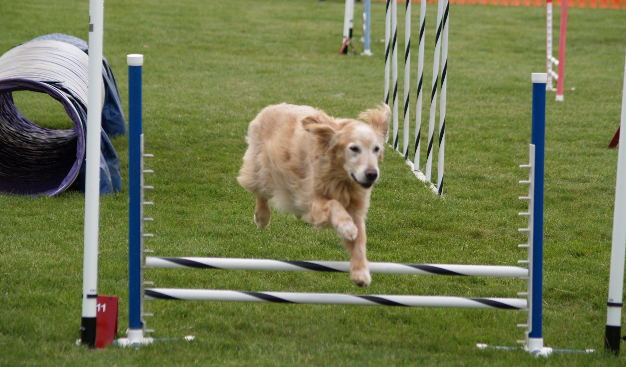 dog-agility-classes-near-me-petswall