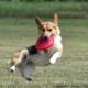 Intro to Disc Dog
